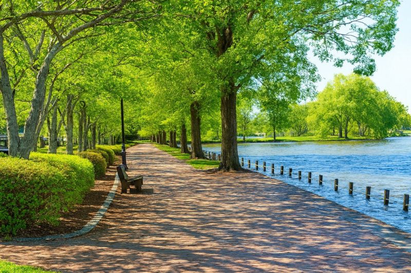 Local Christmas Lights Installation in Locust Grove, VA